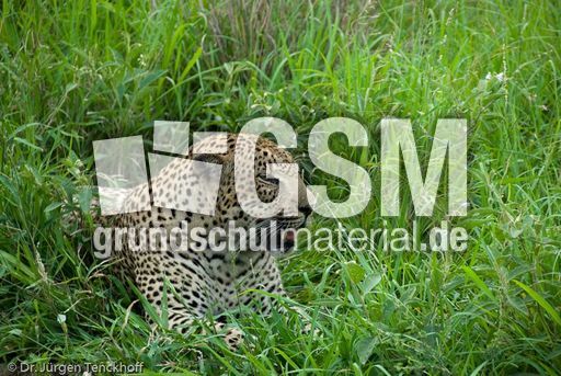 leopard (6 von 60).jpg